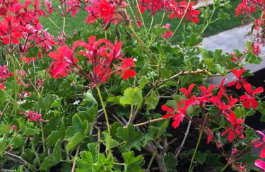 Appartamento Cologna - Photo 14