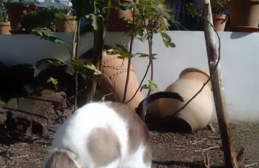 Corral Montelucía Siglo XVI - Foto 27