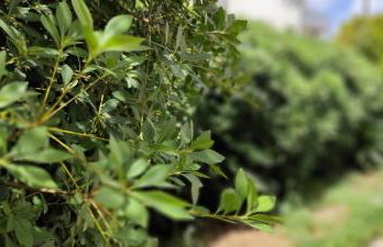 Ellora Suite - Foto 75