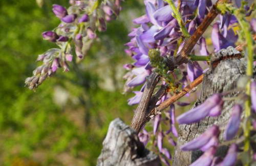 Mountain Village Hasenegg - Foto 17