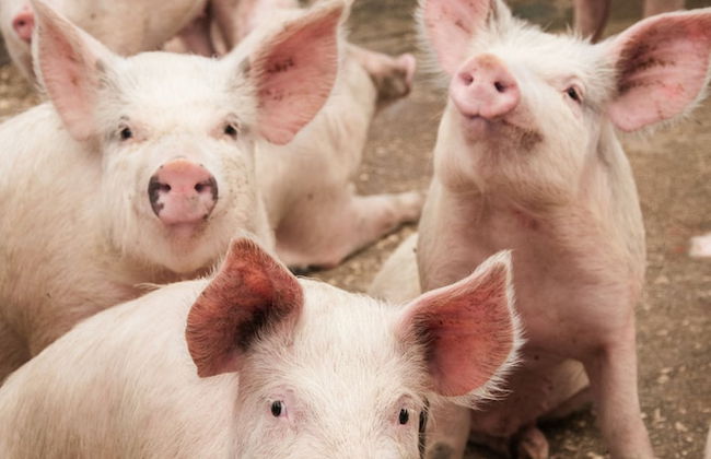 Agriturismo Il Megalite - Foto 75