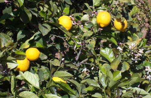 Villa Teocrito Piscina & Mare - Foto 64