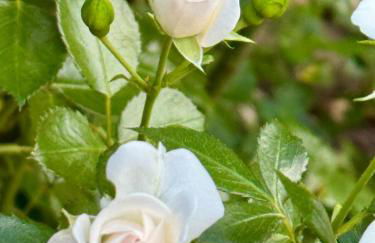 Design-Ferienhaus mit Garten, Kino & 5 Schlafzimmern - Foto 27