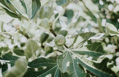 Domaine La Commanderie - Foto 17