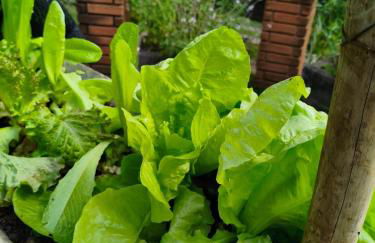 Chácara dos Pinheiros - Foto 2