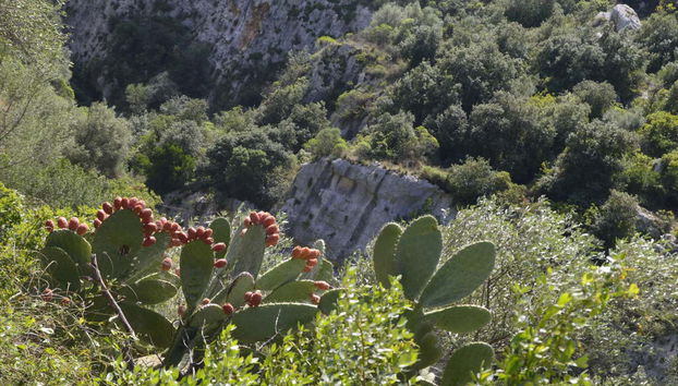 Fichi d'india e vegetazione nei pressi della necropoli