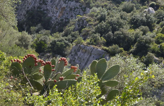 Necropolis of Pantalica Tour + Lunch - Foto 2