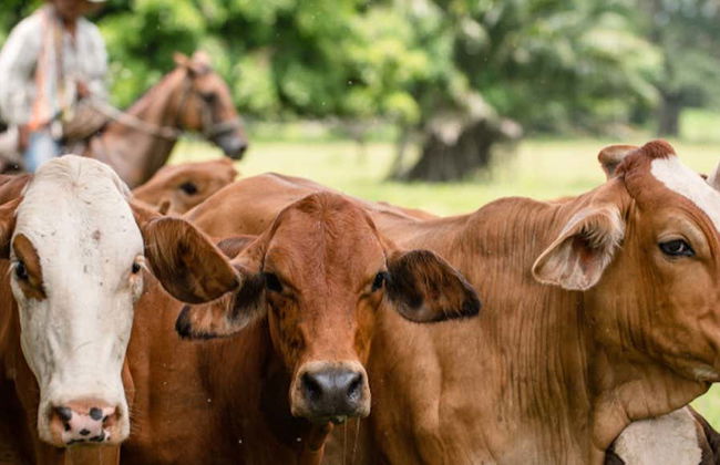 Visite de la ferme de Mama Lulu - Photo 1