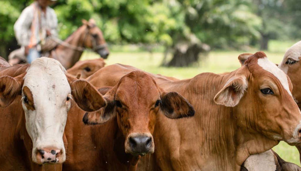 Visite de la ferme de Mama Lulu