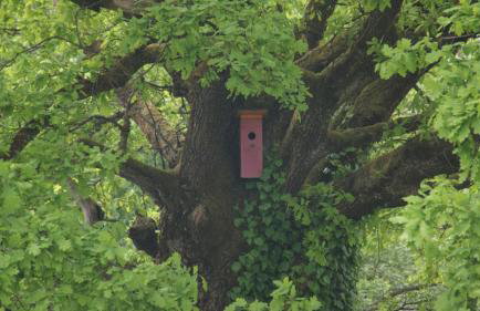 Apartament dwuosobowy Stary dąb - Foto 11