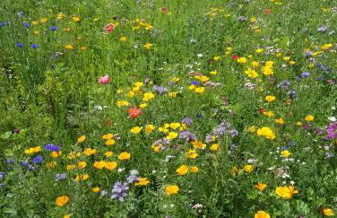 Haus am See - Foto 9