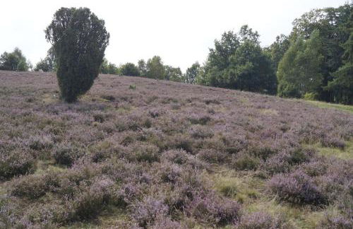 Ferienhaus Wahlers - Foto 39