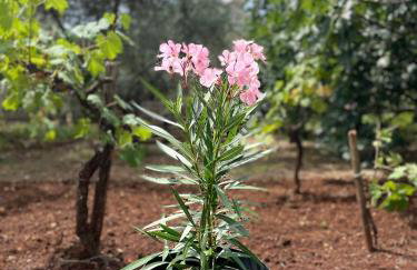 Apartmani Stellar - Foto 23