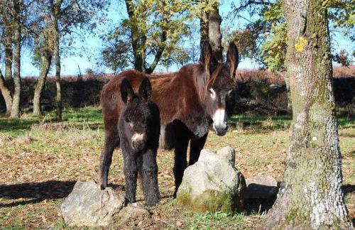 Casa da Cisterna - Foto 64