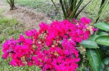 House of Shells, beautiful garden, fenced yard, dog friendly, fire pit! - Foto 30