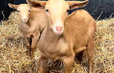 Stable End - Photo 25