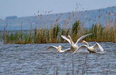 Casa Barbara - Foto 51