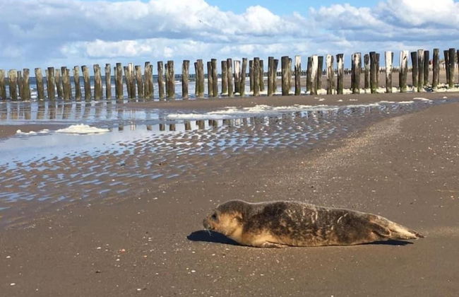 Villa in Domburg Near North Sea Beach - Foto 29