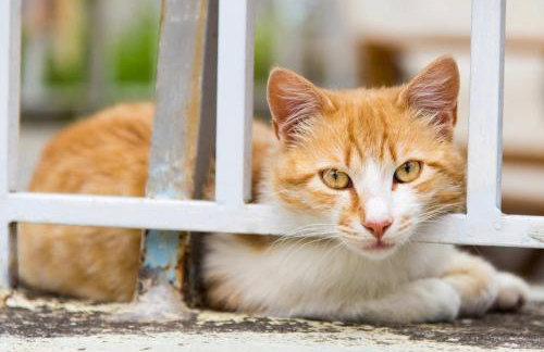 The Lookout in Mirsini - Roof Terrace - AC - WIFI - Foto 42