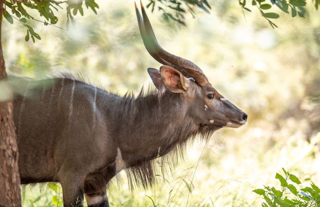 Bushriver Lodge - Photo 77