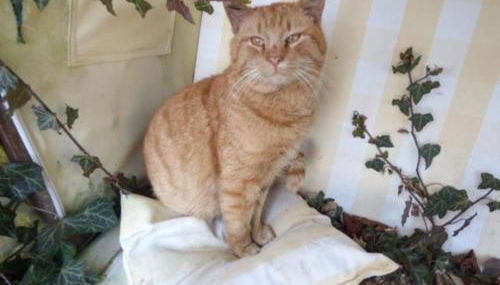 Ferienhof Haus Sulztal - Foto 3