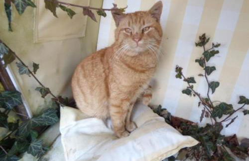 Ferienhof Haus Sulztal - Foto 3