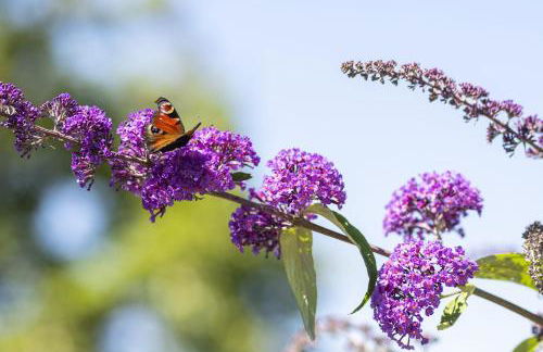 Pension Ferienwohnungen Frey - Foto 29