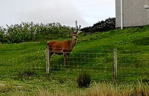 The Fisherman's Snug self catering North Uist - Foto 64
