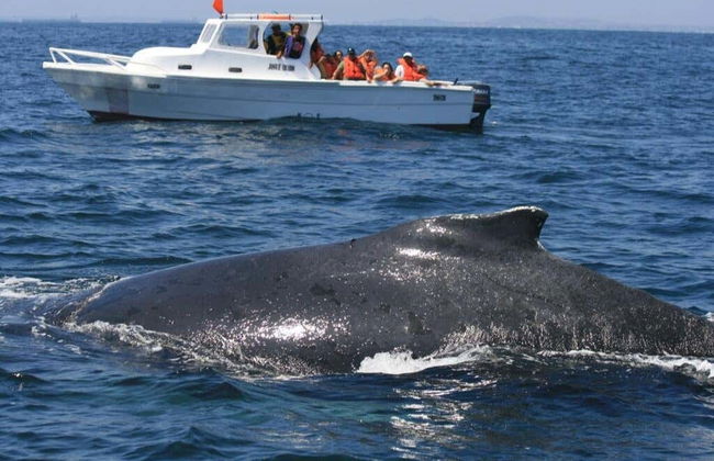 Miches Whale Watching - Photo 1