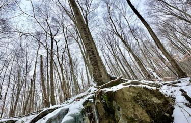 Perfect Vermont Battenkill Log Cabin - Photo 38