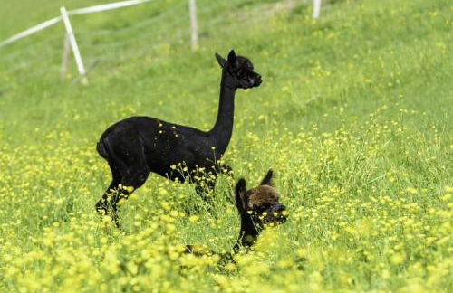 Alpakahof Wechs - Foto 40