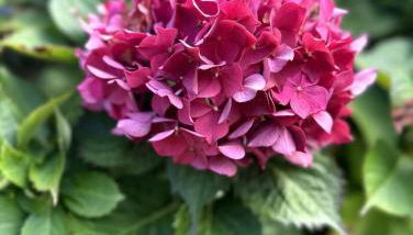 Clos des hortensias - Foto 3, Garden view