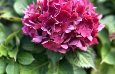 Clos des hortensias - Foto 3