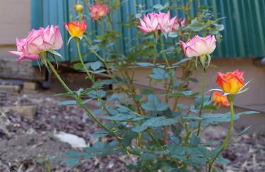 Julian House of Games - Foto 39