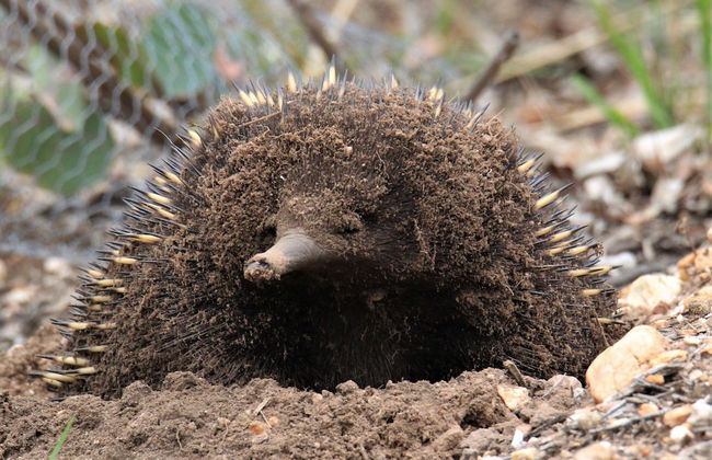 Down to Earth Farm Retreat - Foto 40