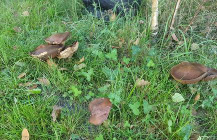 Storm Cottage in the Countryside - Foto 17