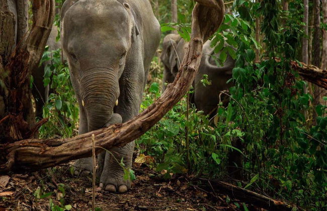 Excursión al santuario de elefantes - Foto 6