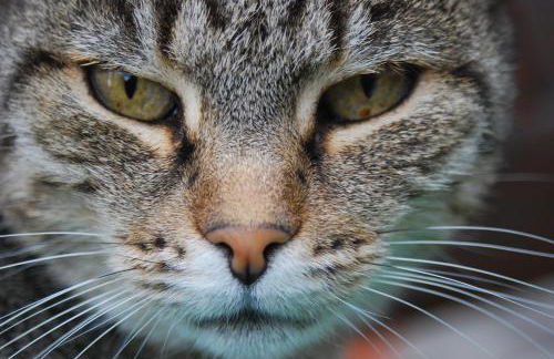 Agriturismo Fattoria Walden - Foto 49