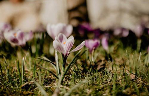 Ferienhaus Kaiser - Foto 19