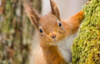 Kelpies Cottage - Foto 19
