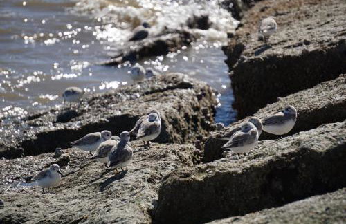 FOUR SEASONS on the gulf - Foto 63