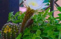 Appartamento Fiore - Foto 57