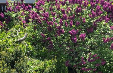 Apartment Ape Maja - Foto 39