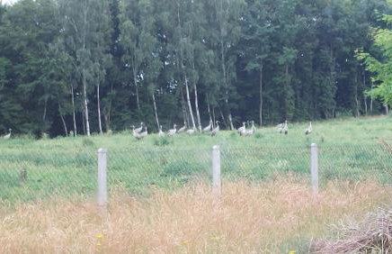 Zielony Domek - Foto 12