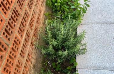 Casa Marina Giardino delle Rose - Foto 33