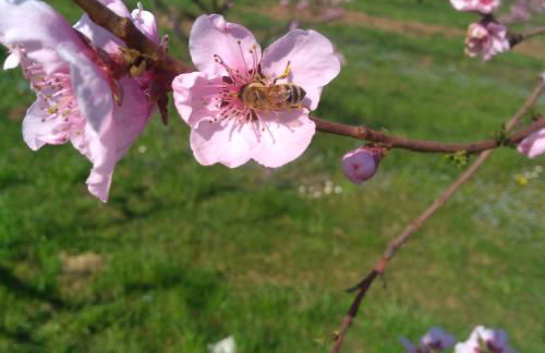 Agriturismo Fior di Maggio - Foto 9