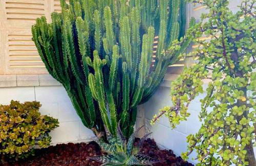 El Toyo Cactus - Foto 20