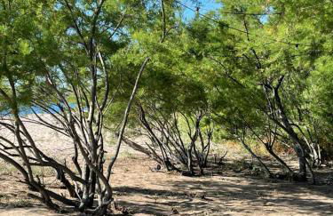 Palauma Plage - Foto 44