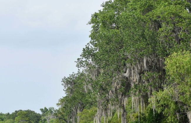 Paseo en barco por la Reserva de Barataria - Foto 2