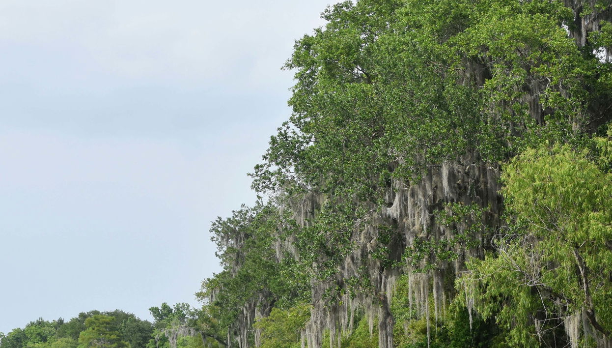 Giro in barca nella Riserva di Barataria